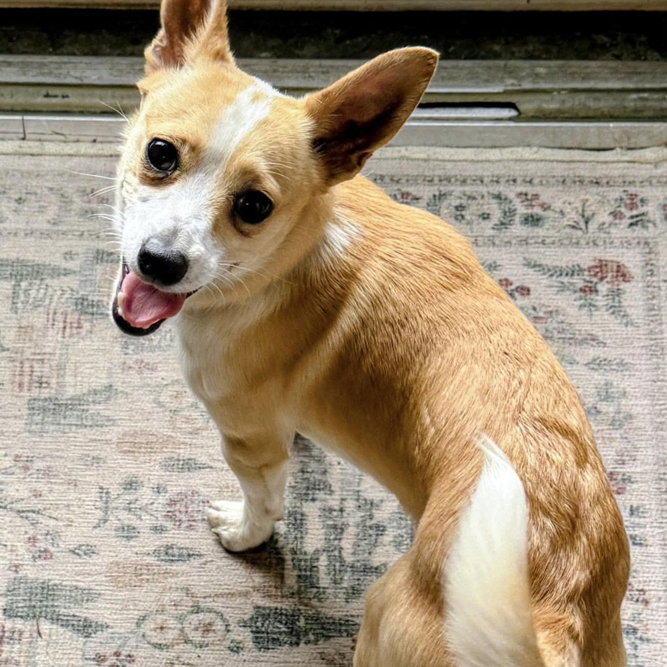 Sprocket, a Adopted Corgi in Hillsborough , NC image 2/3