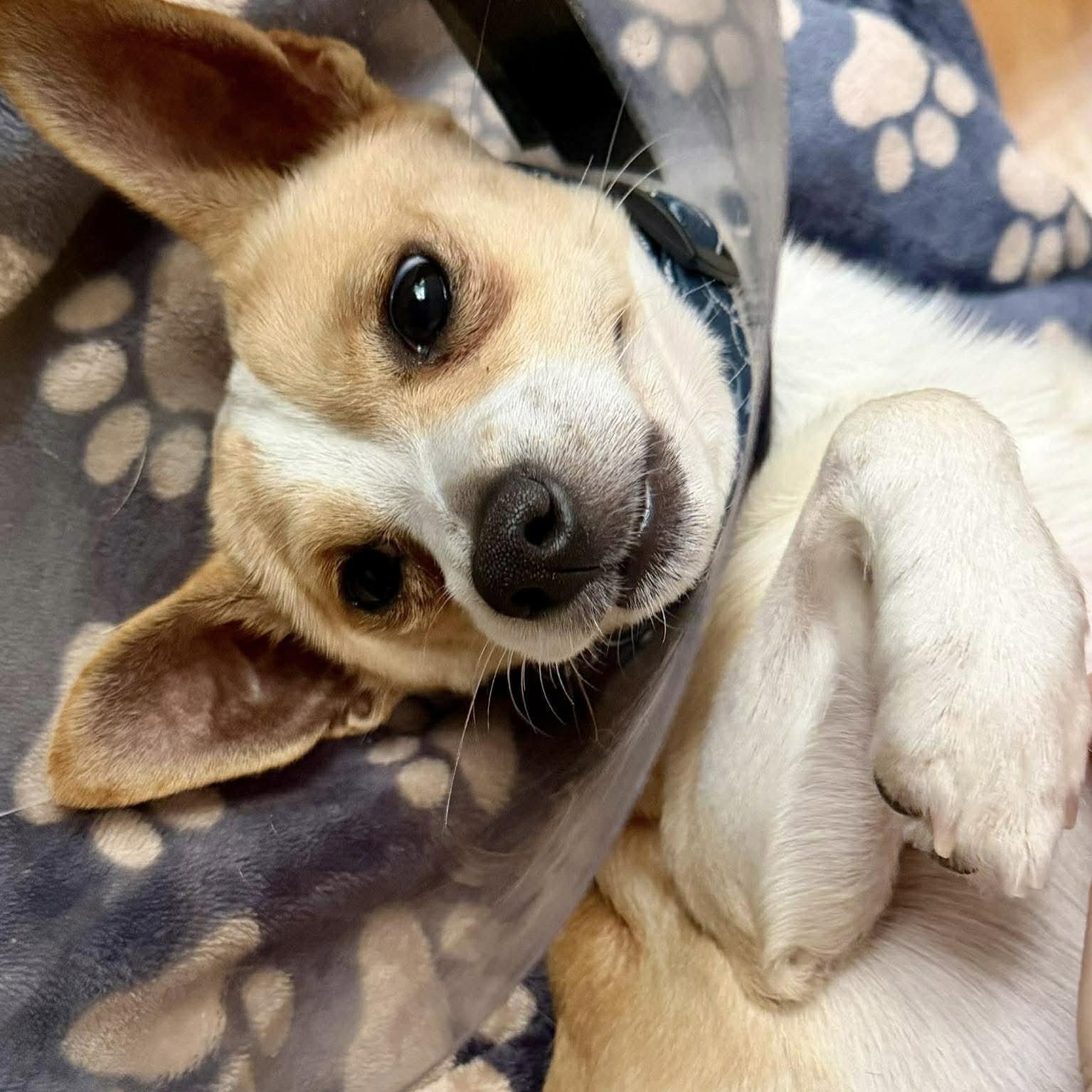 Sprocket, a Adopted Corgi in Hillsborough , NC image 3/3