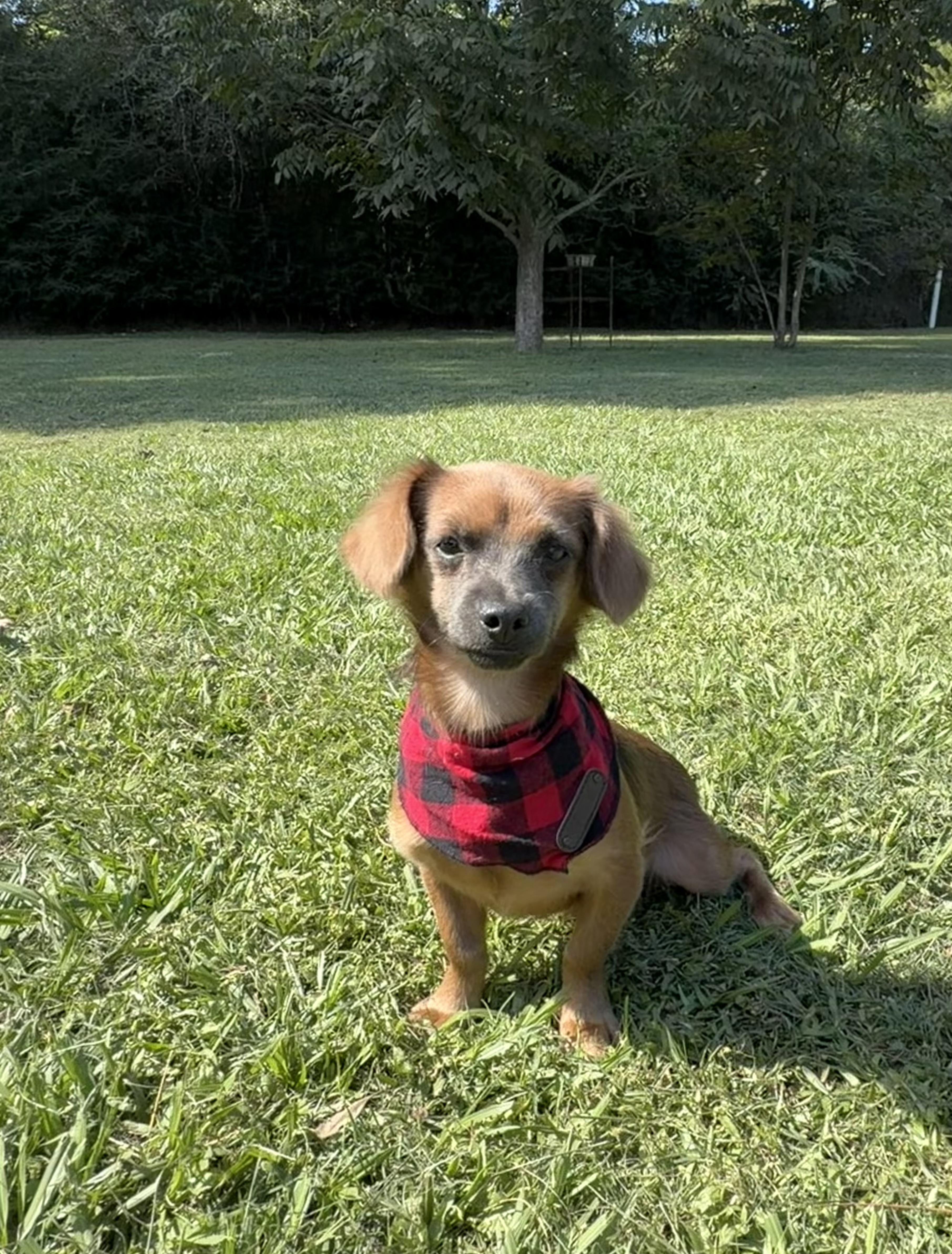 Chocolate, Adoptable, Young Male Chiweenie.