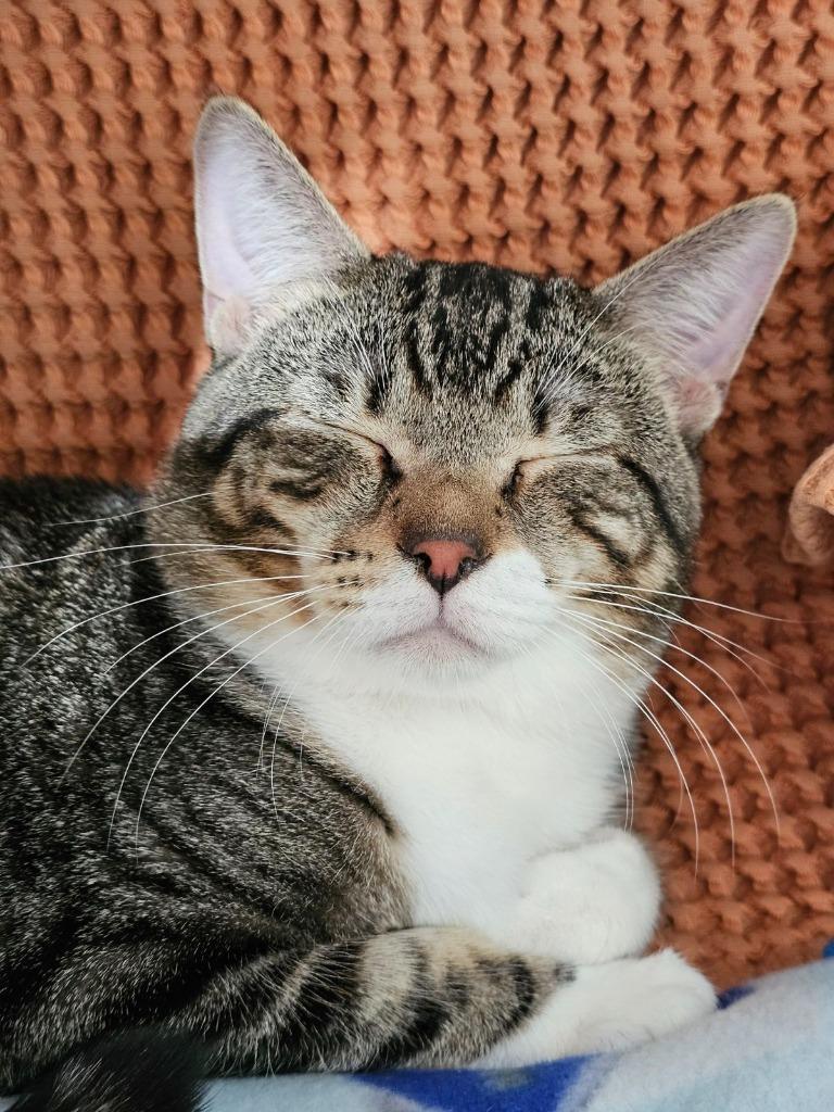 KC, Adoptable, Young Male Domestic Short Hair.