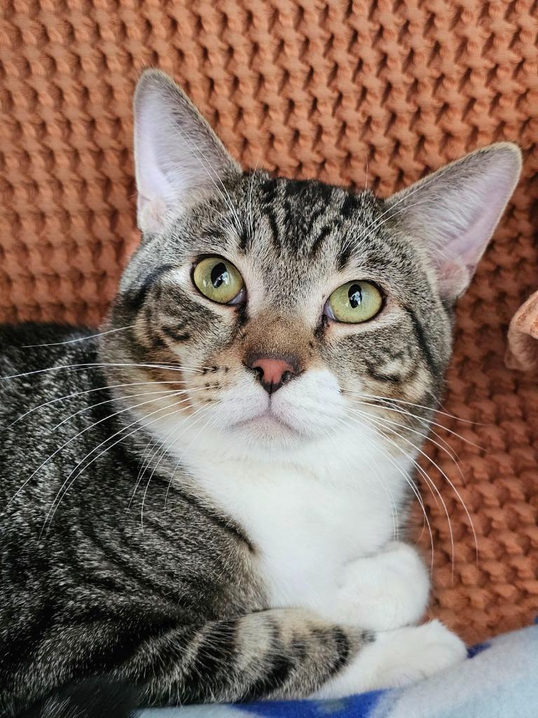 Enlarge KC, a Adoptable mixed breed in Shoreline, WA image 2/2