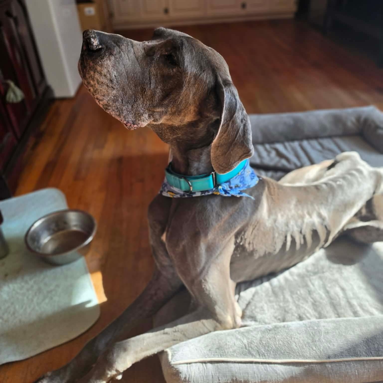 Enlarge Navy, an adopted Great Dane in Dallas, TX image 4/4
