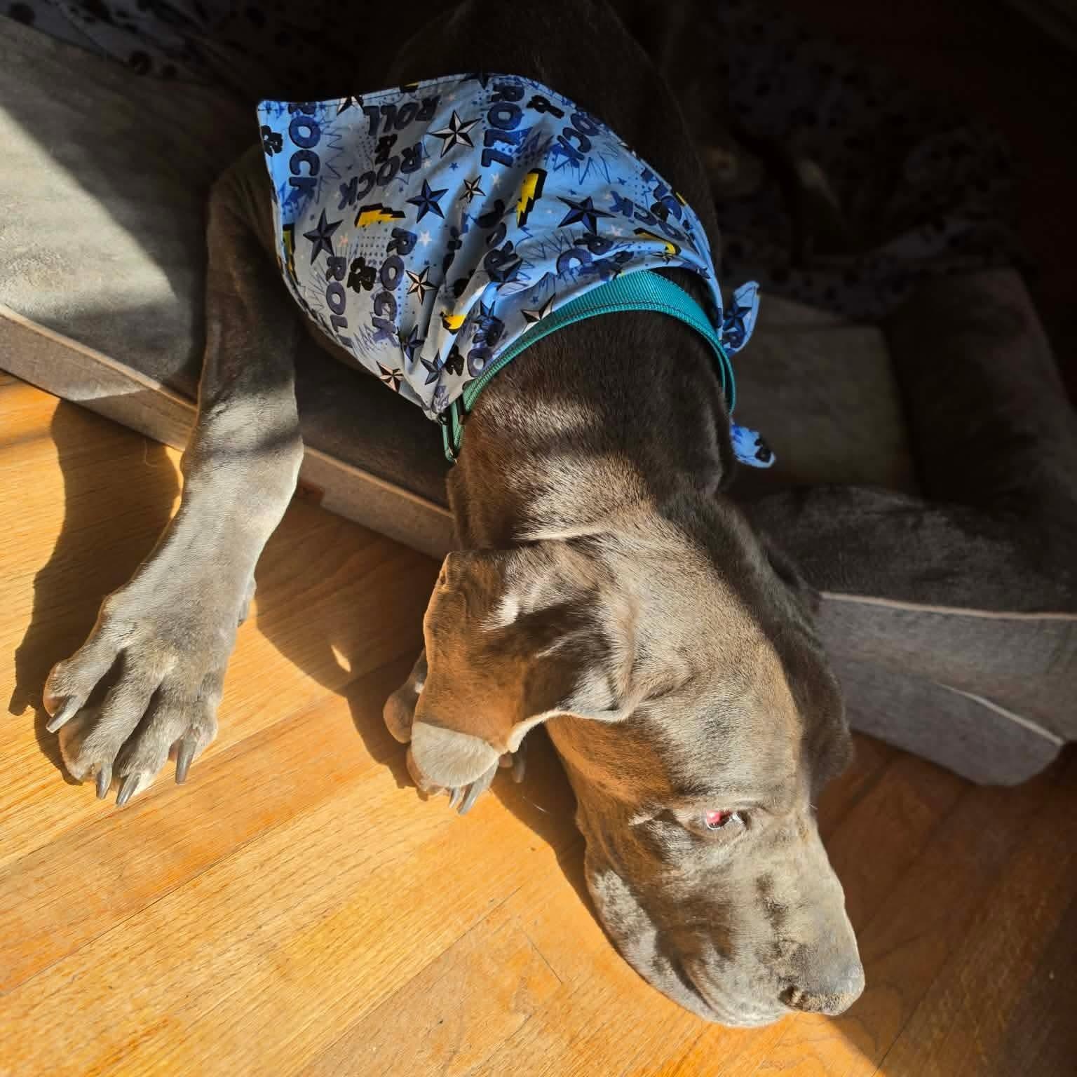 Enlarge Navy, an adopted Great Dane in Dallas, TX image 3/4