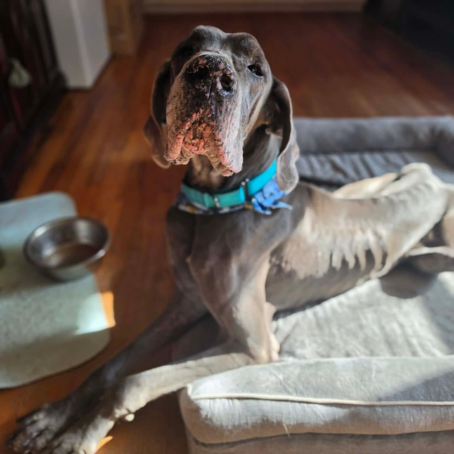 Enlarge Navy, an adopted Great Dane in Dallas, TX image 2/4