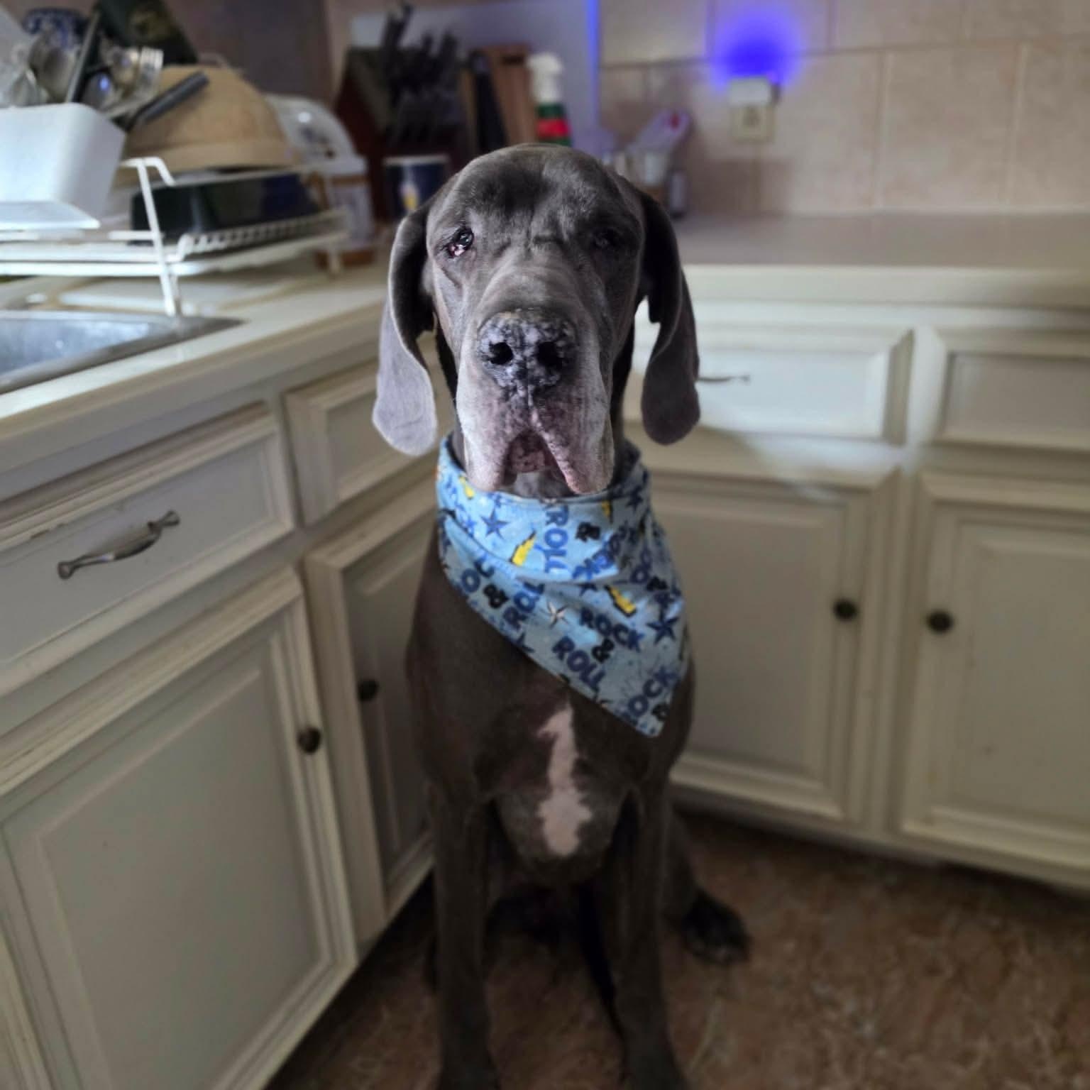 Navy, adopted, Senior Male Great Dane.