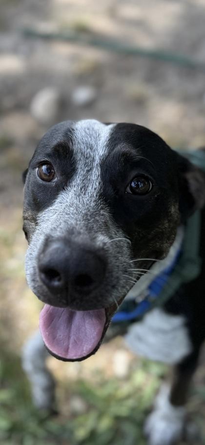 Cookie, Adoptable, Puppy Female Australian Cattle Dog / Blue Heeler & Mixed Breed.