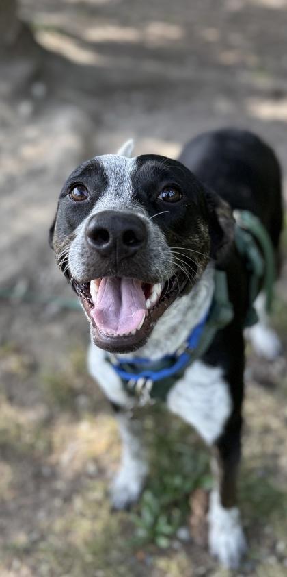 Enlarge Cookie, a Adoptable mixed breed in Burlington, WA image 1/3