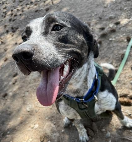 Enlarge Cookie, a Adoptable mixed breed in Burlington, WA image 3/3