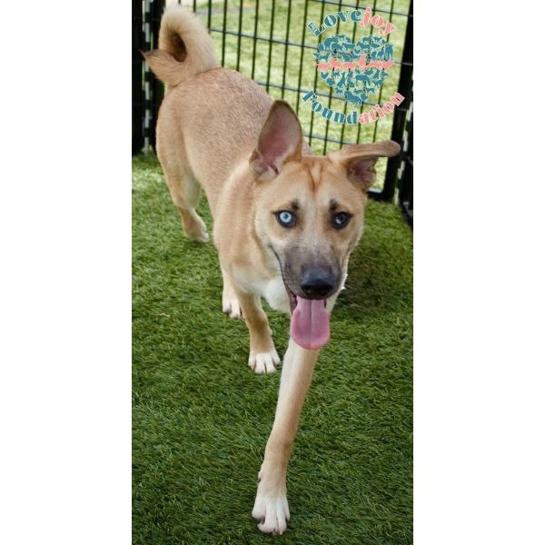 Chica Litter-Calypso COH