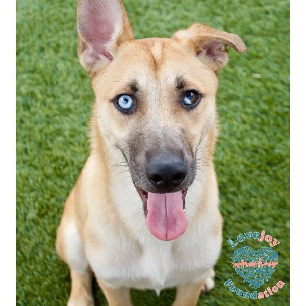 Chica Litter-Calypso COH