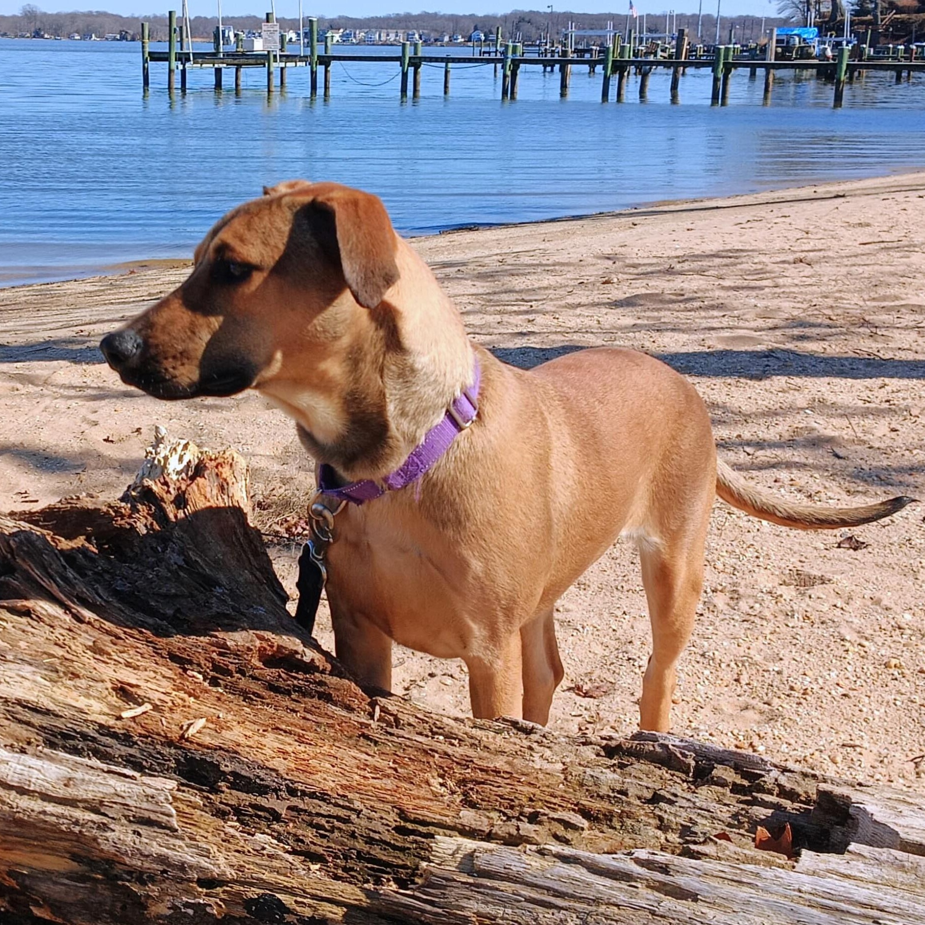 Delilah , Adoptable, Puppy Female Mixed Breed.