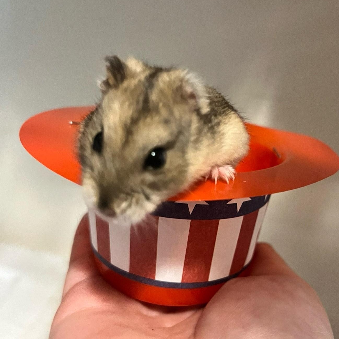 Elle, a Adoptable Dwarf Hamster in Modesto, CA image 1/2