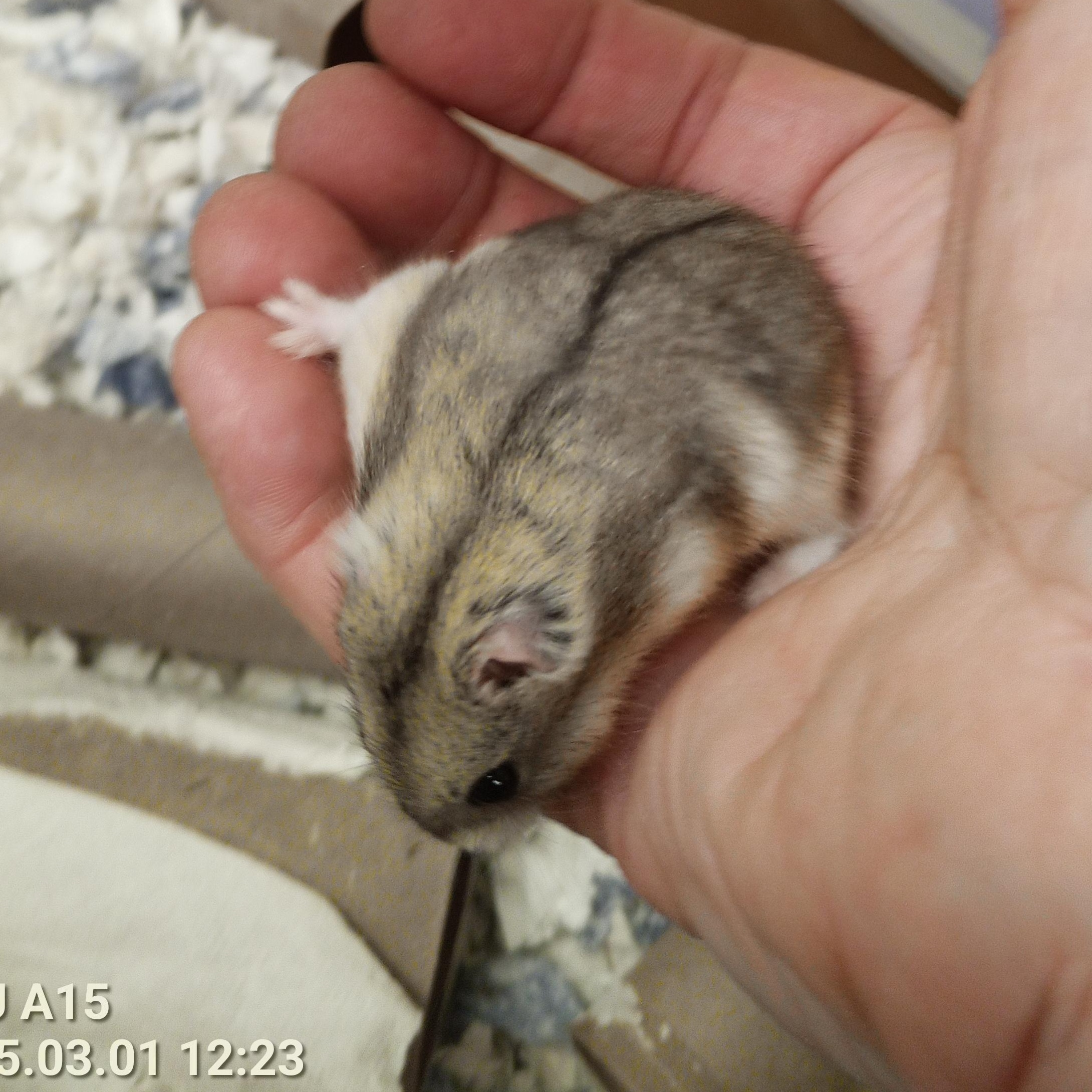 Elle, a Adoptable Dwarf Hamster in Modesto, CA image 2/2