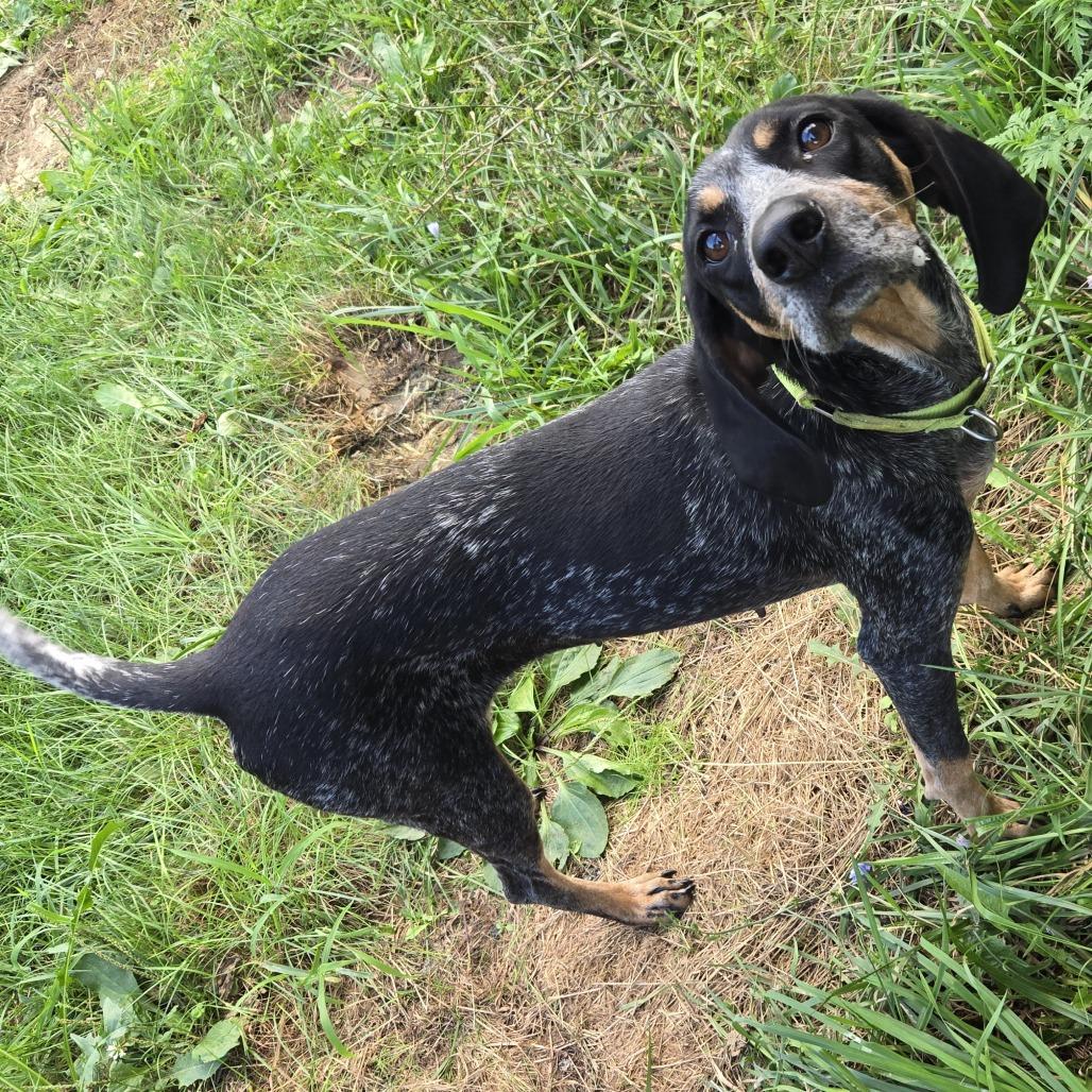 Angela, Adoptable, Adult Female Hound.