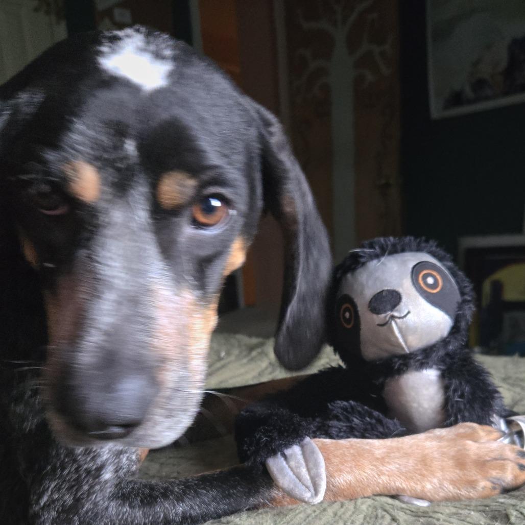 Enlarge Angela, a Adoptable Hound in Harrisonburg, VA image 2/6