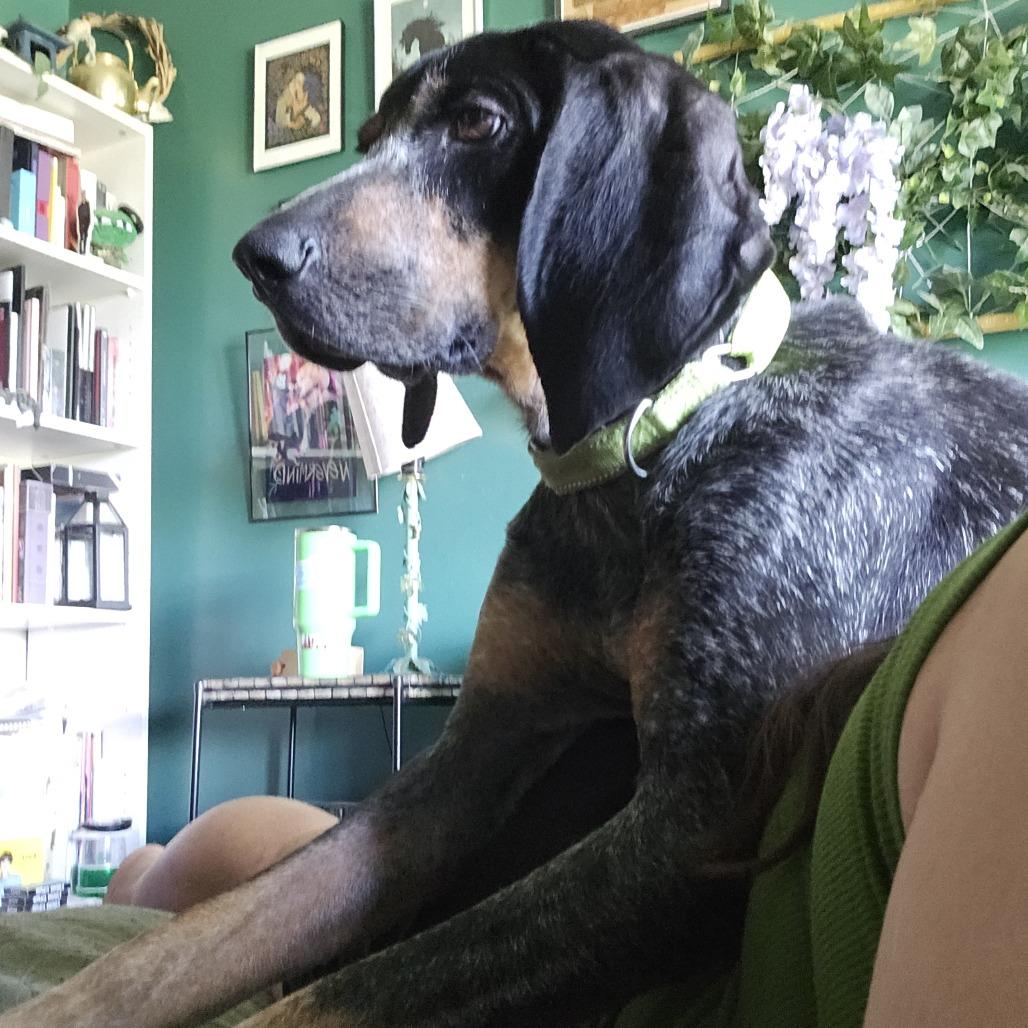 Enlarge Angela, a Adoptable Hound in Harrisonburg, VA image 3/6