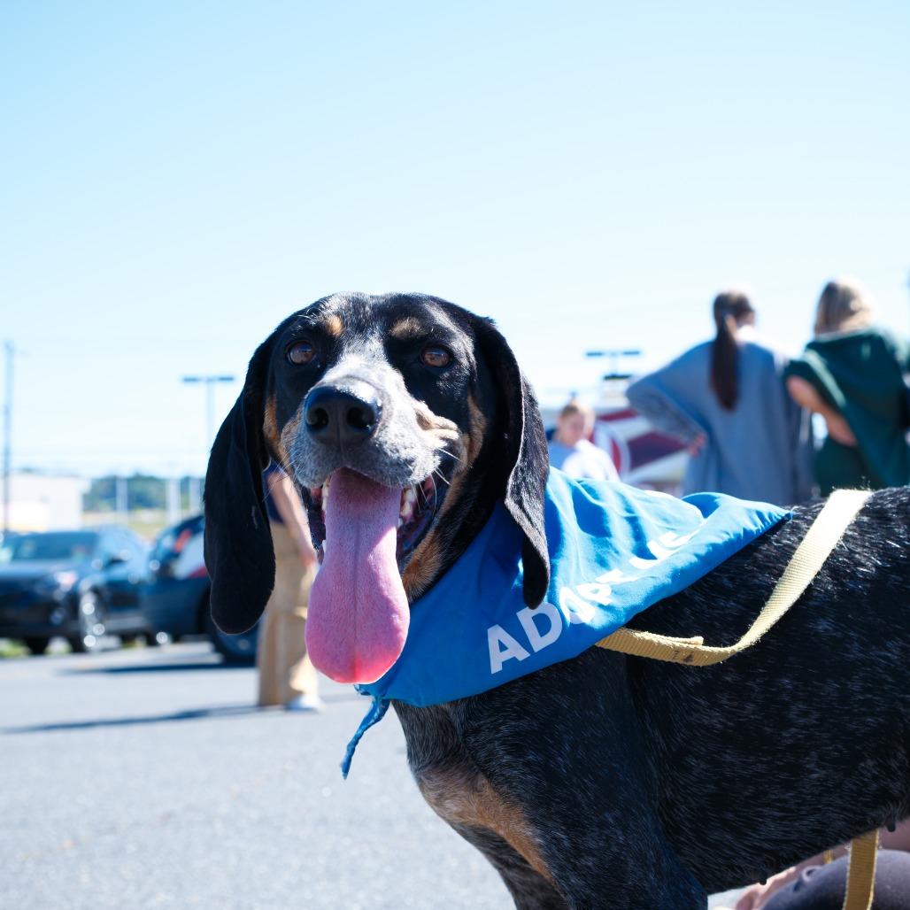 Enlarge Angela, a Adoptable Hound in Harrisonburg, VA image 4/6