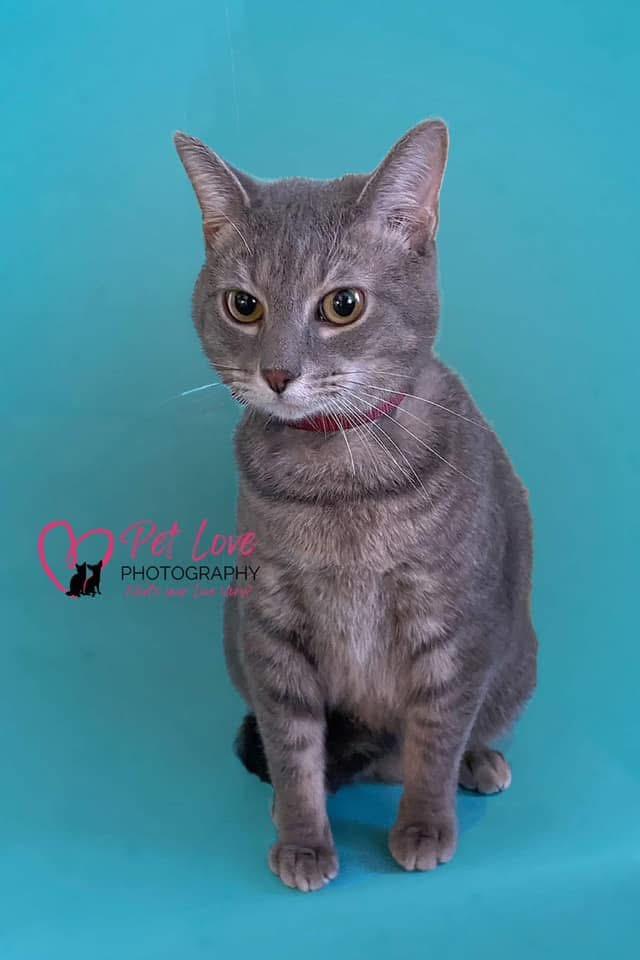 Fritz, ADOPTABLE, Adult Male Domestic Short Hair.