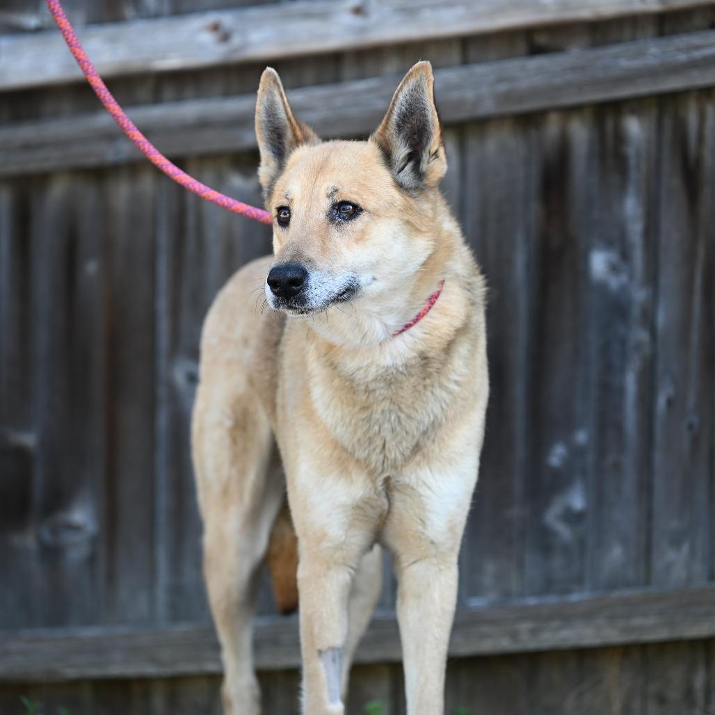 Bucatini, a ADOPTABLE mixed breed in Chester Springs, PA image 2/4
