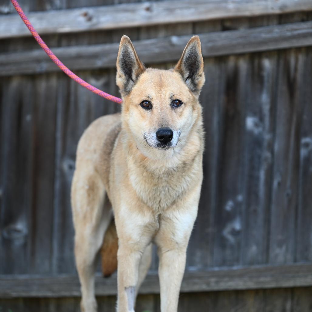Bucatini, a ADOPTABLE mixed breed in Chester Springs, PA image 3/4