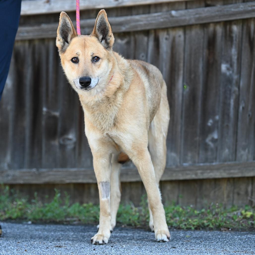 Bucatini, ADOPTABLE, Adult Male Shepherd.
