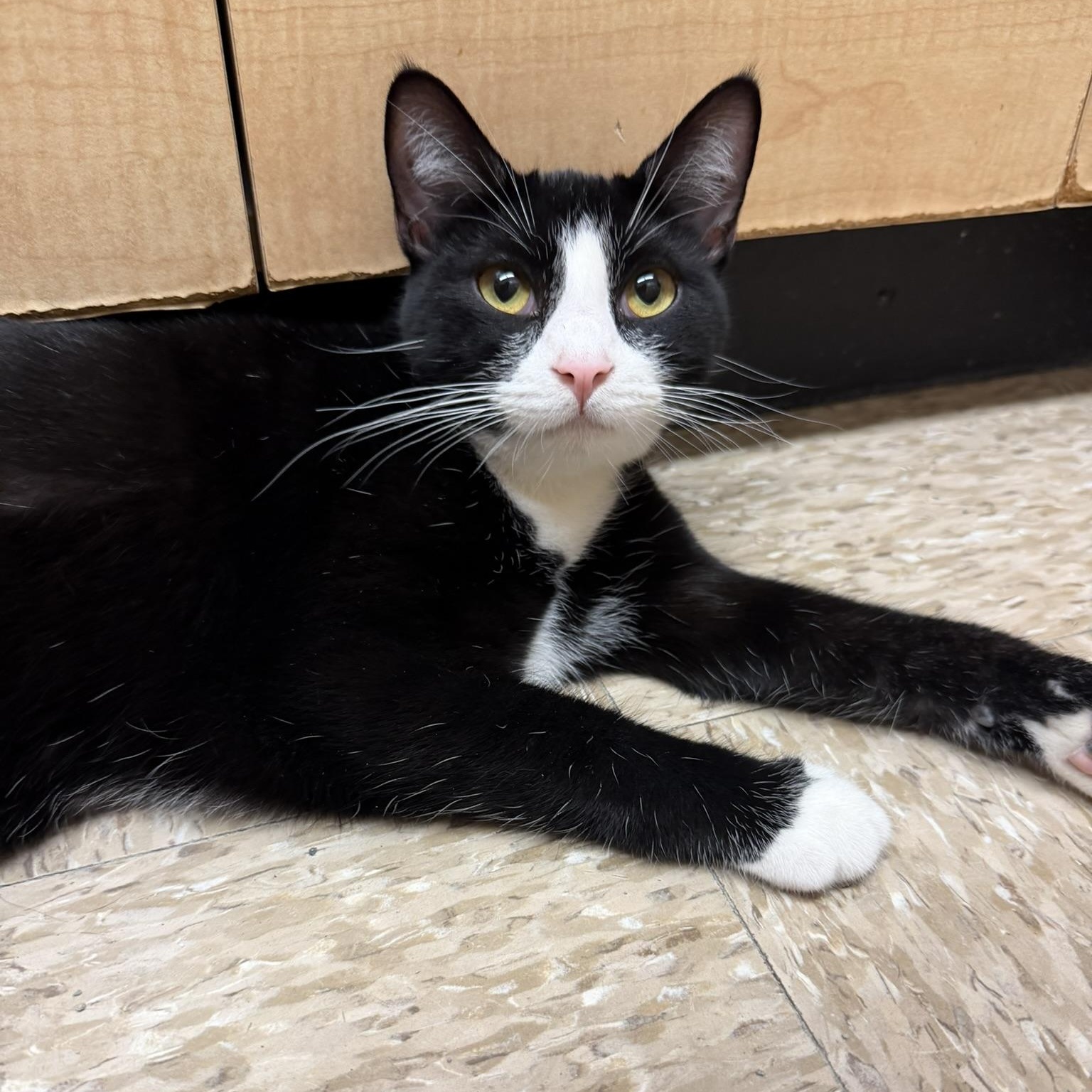 Gene, ADOPTABLE, Young Male Tuxedo.