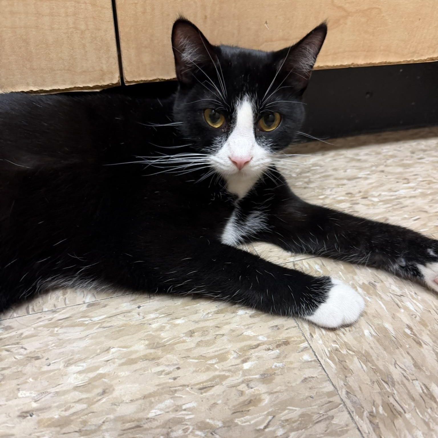 Gene, a ADOPTABLE Tuxedo in atlanta, GA image 3/3