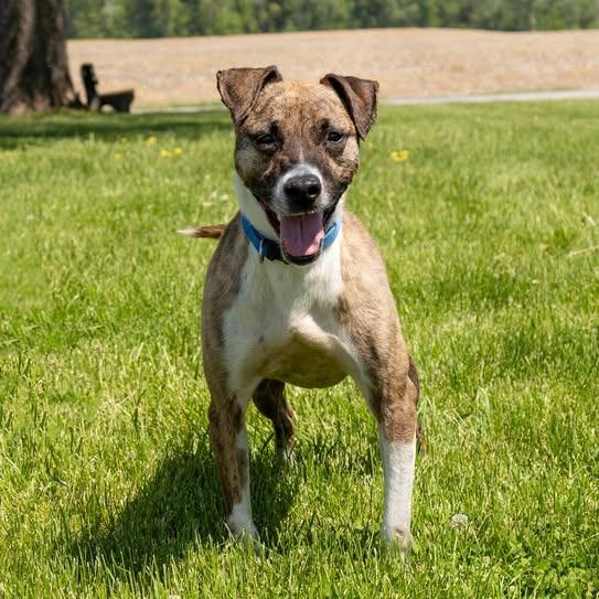 Pierce, a Adoptable Mixed Breed in Troy, IL image 1/4