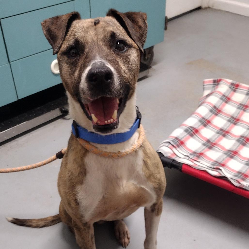 Pierce, a Adoptable Mixed Breed in Troy, IL image 2/4