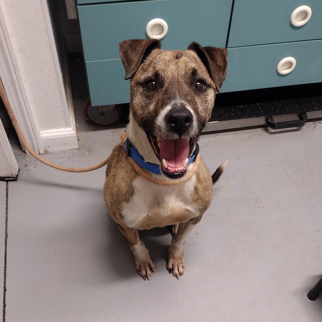 Pierce, a Adoptable Mixed Breed in Troy, IL image 3/4