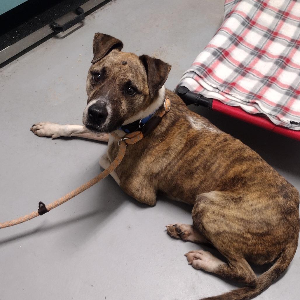 Pierce, a Adoptable Mixed Breed in Troy, IL image 4/4