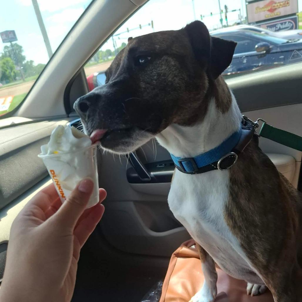 Pierce, a Adoptable Mixed Breed in Troy, IL image 5/5