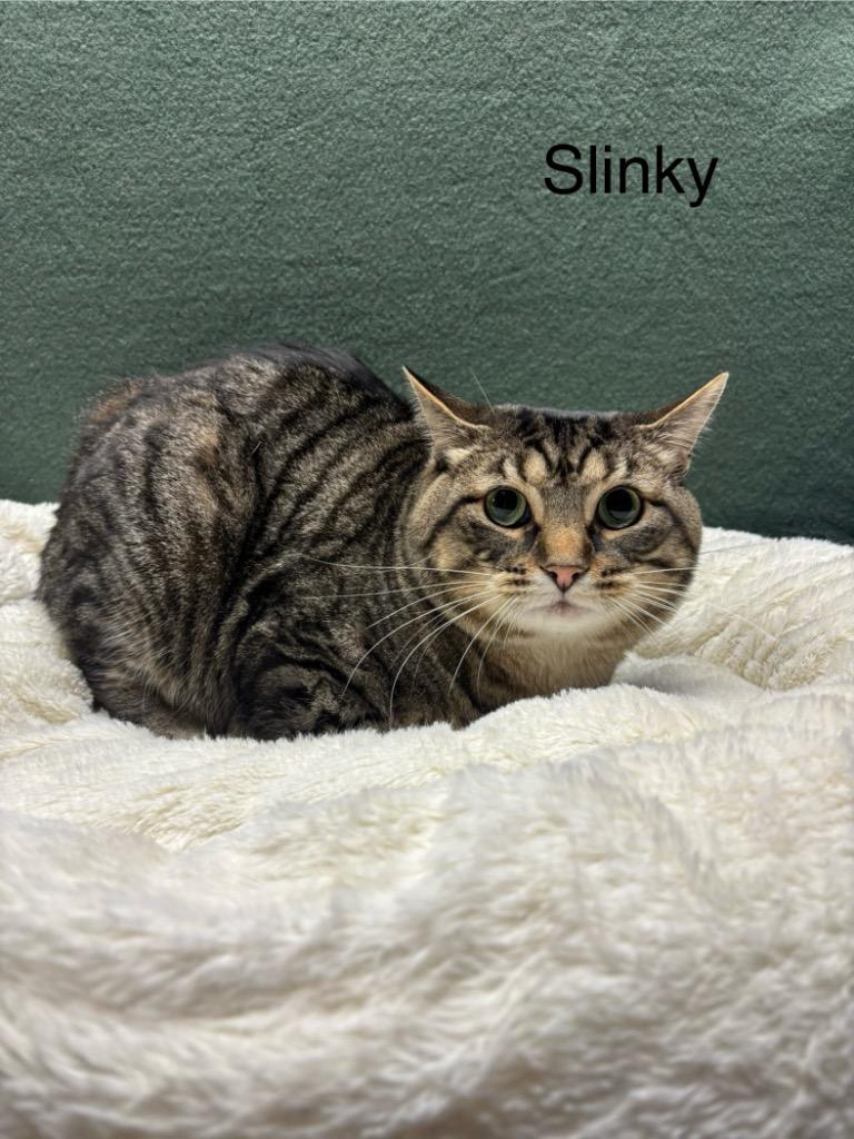 Enlarge Slinky, a Adoptable mixed breed in Wabash, IN image 1/1