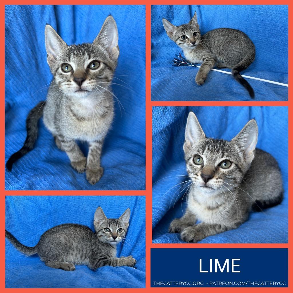 Lime, Adoptable, Kitten Male Domestic Short Hair.