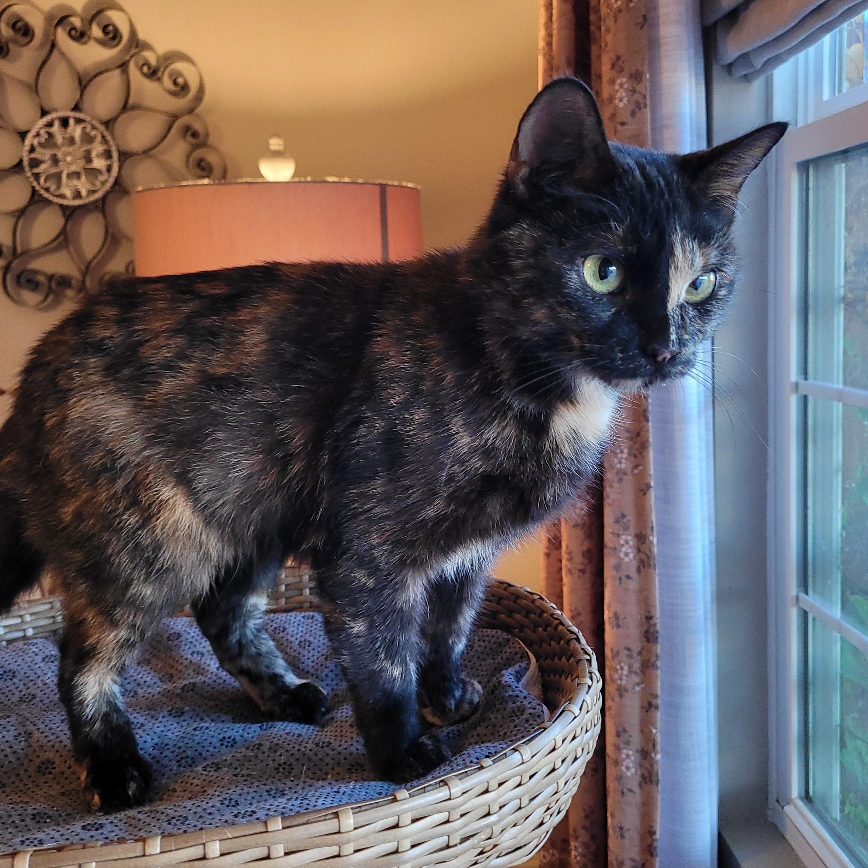 Filly, an adopted Domestic Short Hair in Whitestown, IN image 6/6