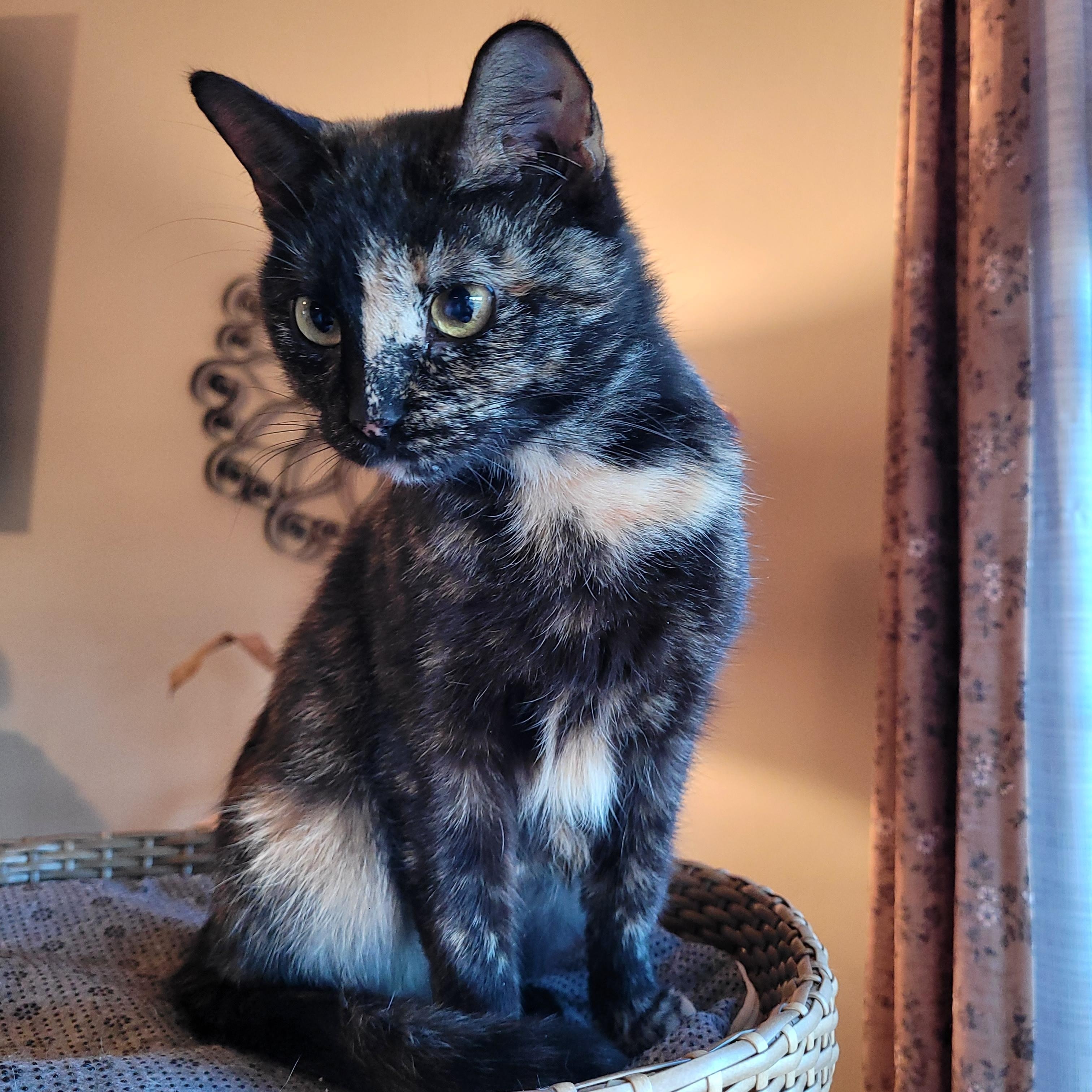 Filly, an adopted Domestic Short Hair in Whitestown, IN image 3/6