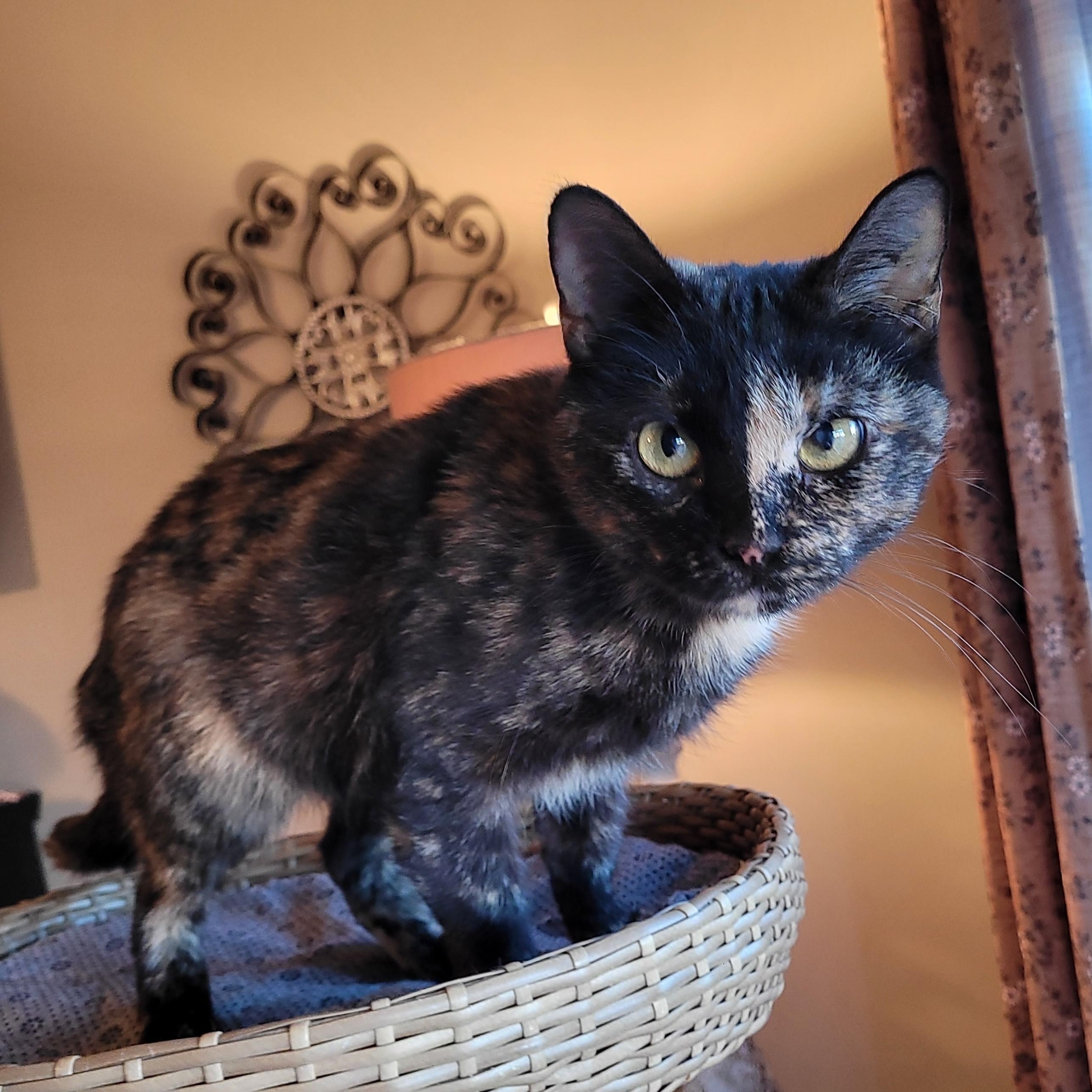 Filly, an adopted Domestic Short Hair in Whitestown, IN image 4/6