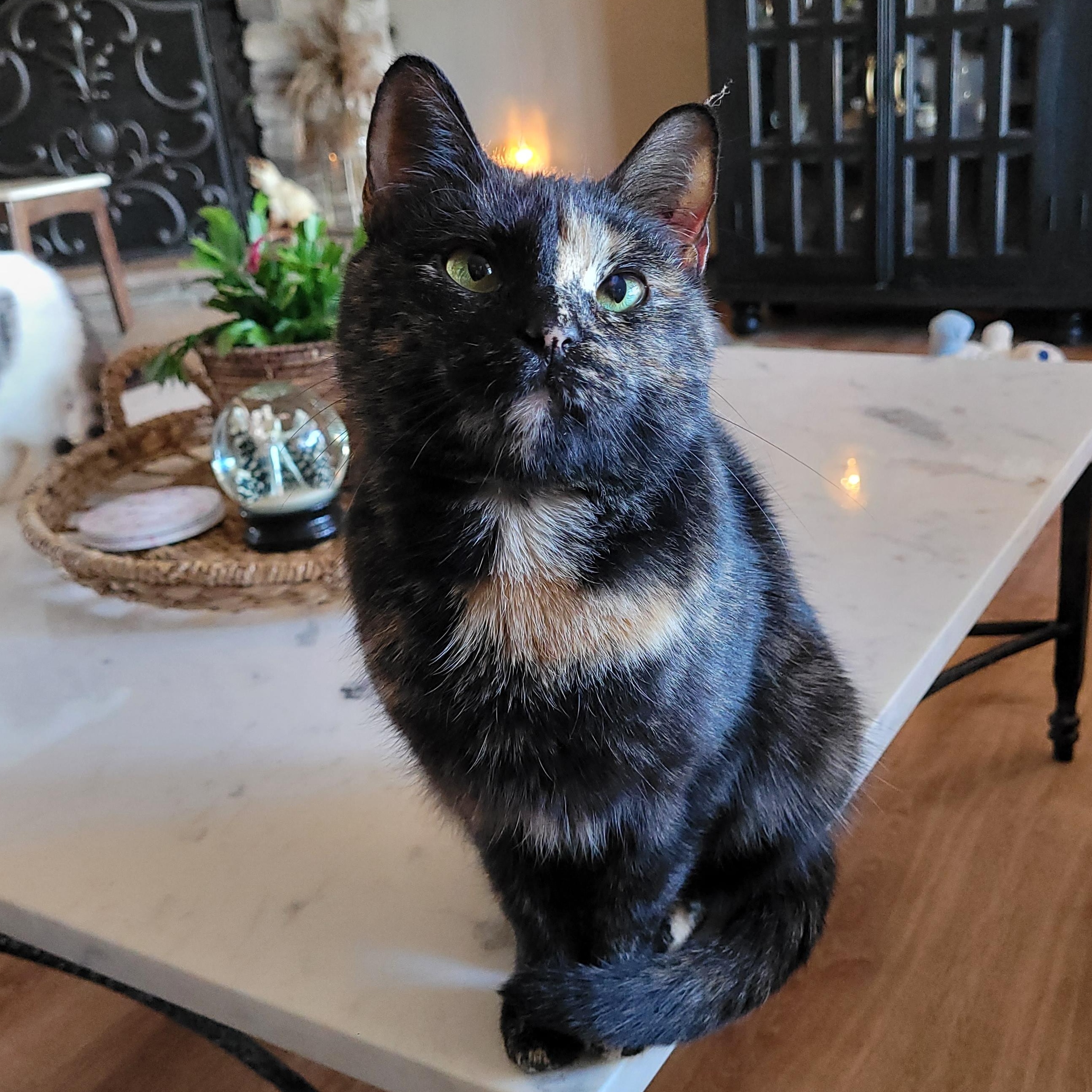 Filly, an adopted Domestic Short Hair in Whitestown, IN image 1/6