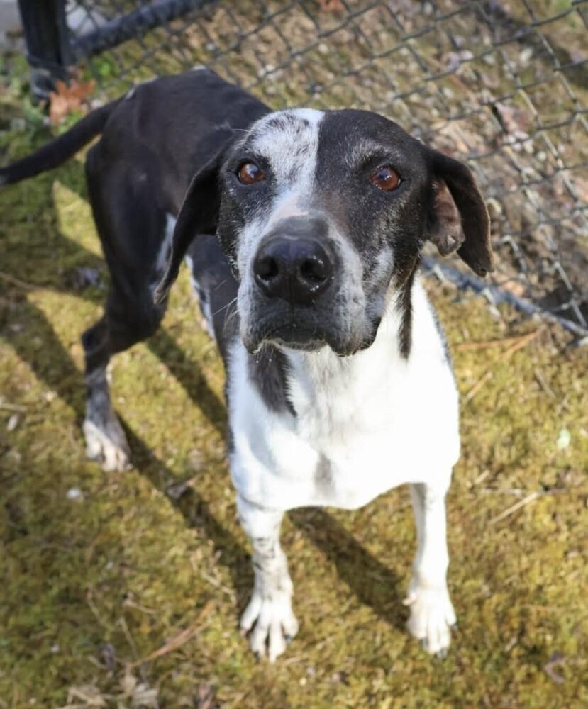 Enlarge Gabby, a Adopted mixed breed in Washington, DC image 1/6