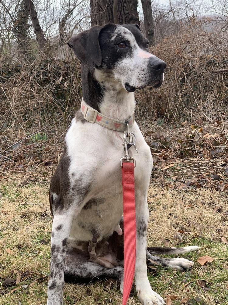 Enlarge Gabby, a Adopted mixed breed in Washington, DC image 2/6