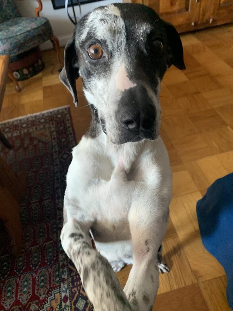 Enlarge Gabby, a Adopted mixed breed in Washington, DC image 3/6