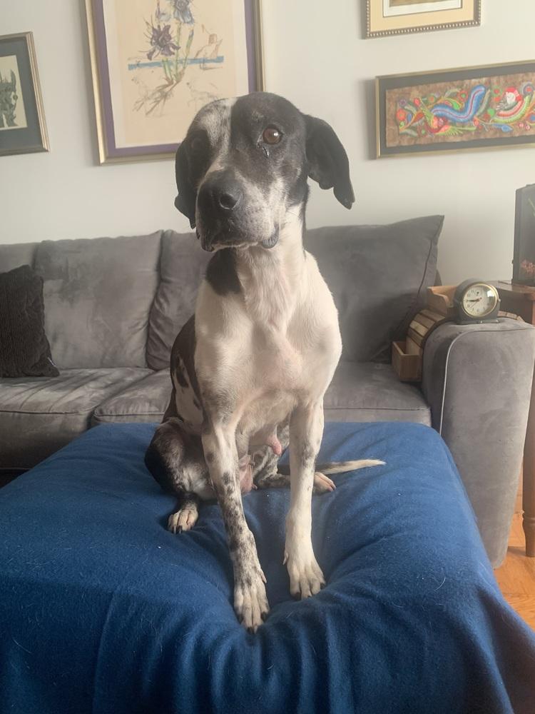 Enlarge Gabby, a Adopted mixed breed in Washington, DC image 4/6