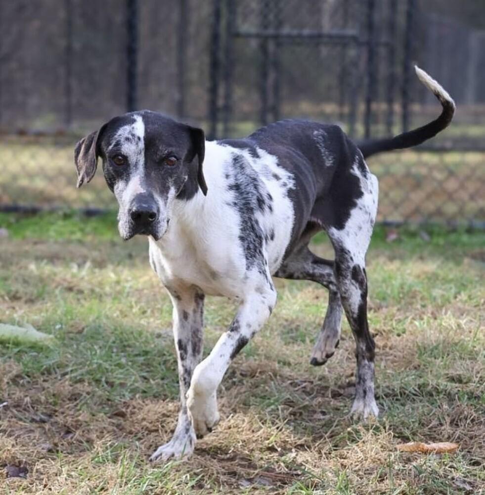 Enlarge Gabby, a Adopted mixed breed in Washington, DC image 5/6