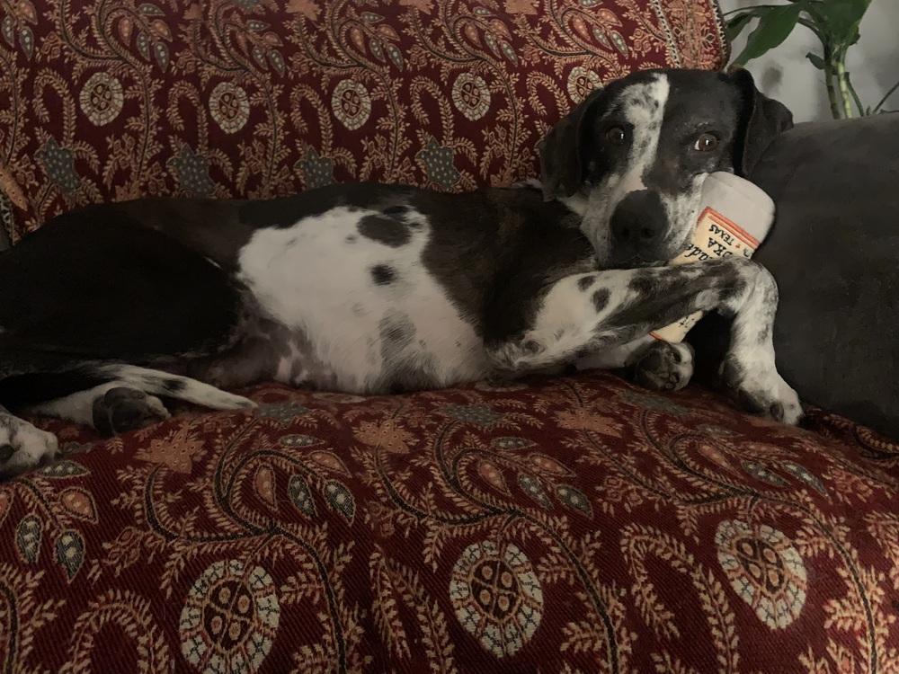 Enlarge Gabby, a Adopted mixed breed in Washington, DC image 6/6