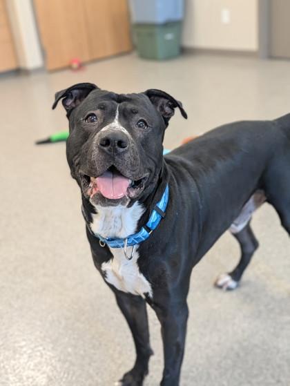 Enlarge Papí, a Adoptable mixed breed in Neenah, WI image 1/3