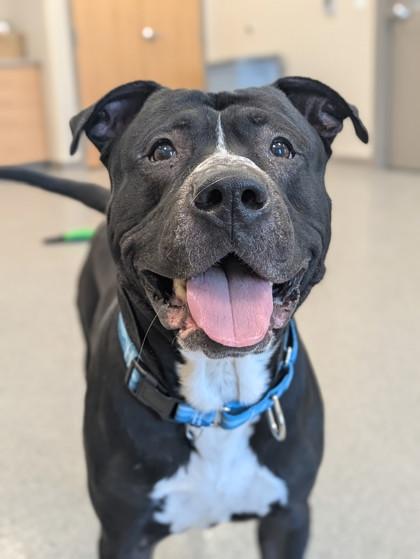 Enlarge Papí, a Adoptable mixed breed in Neenah, WI image 2/3