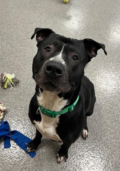 Enlarge Papí, a Adoptable mixed breed in Neenah, WI image 3/3