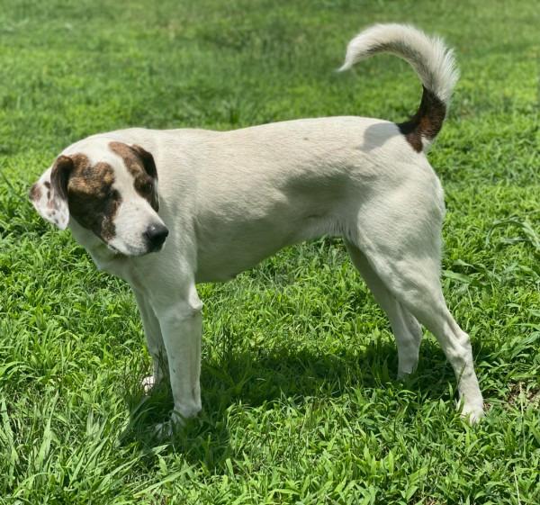 Bianca, Adoptable, Adult Female Pointer & Spaniel.