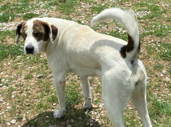 Bianca, a Adoptable mixed breed in Farmersville, TX image 2/6