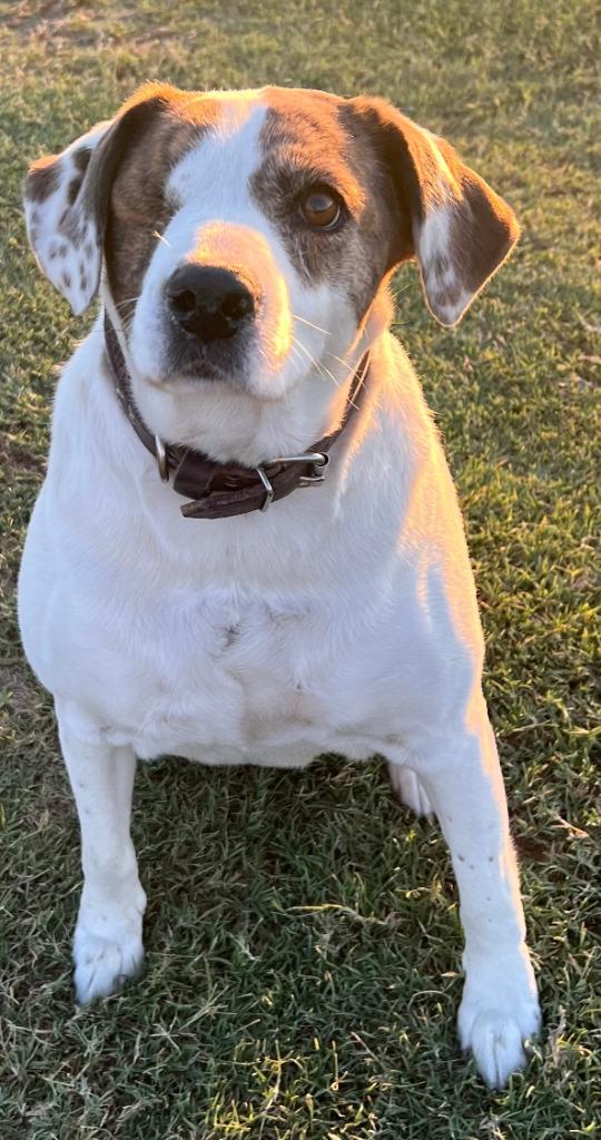 Bianca, a Adoptable mixed breed in Farmersville, TX image 5/6